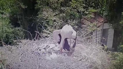 10 yıldır aynı mahalleye gelen leylek Yaren'in 3 yavrusu dünyaya gözlerini açtı