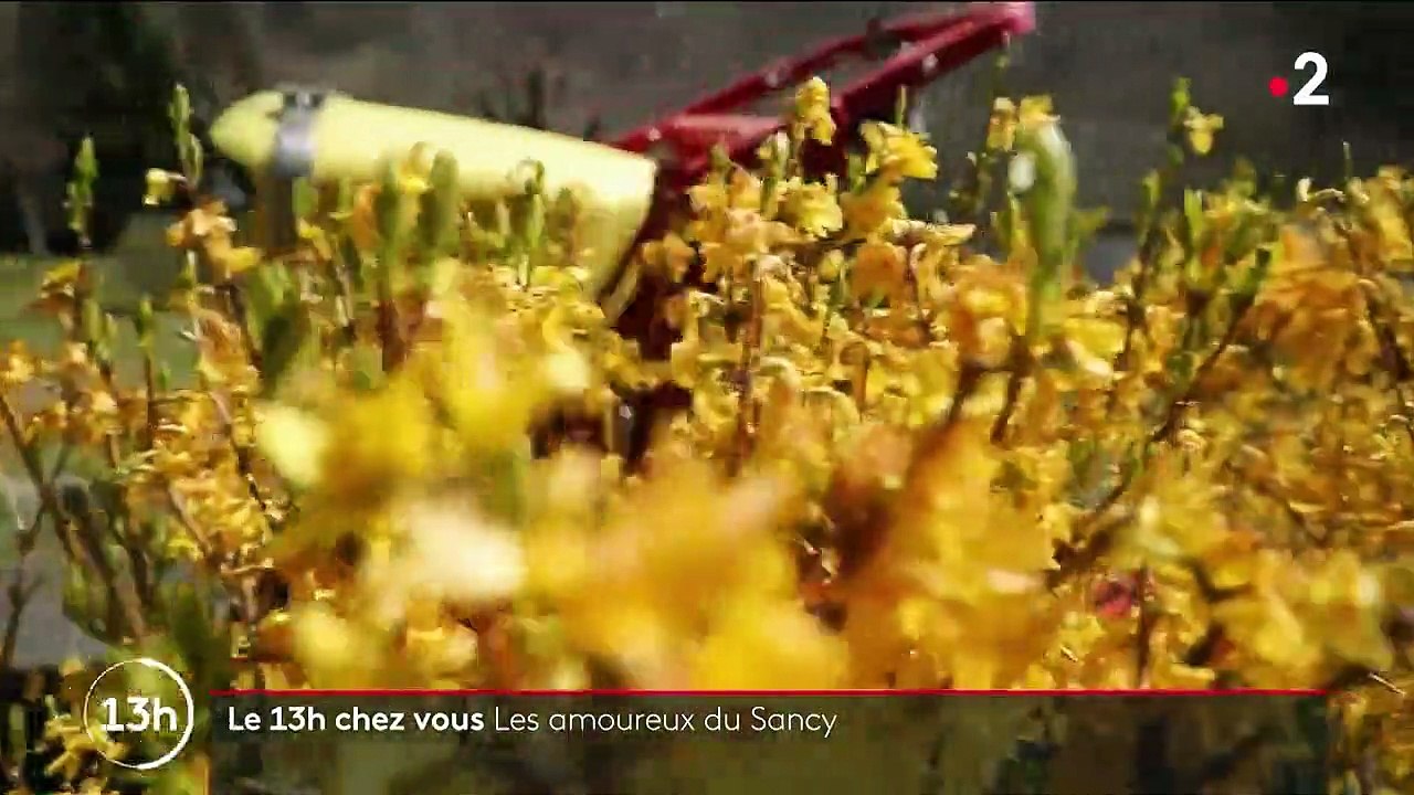 Auvergne : l'attachement des habitants pour le massif du Sancy