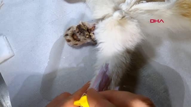 OSMANİYE ZAMANINDA MÜDAHALE EDİLEMEDİ, OTOMOBİL ÇARPAN KEDİNİN SAĞ BACAĞI KESİLDİ