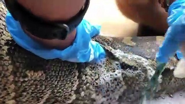 African Rock Python on an Electric Fence