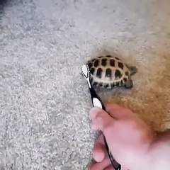 Turtle dancing to Blinding Lights