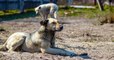 Tchernobyl : les chiens errants et abandonnés vivent en meute sur les lieux de la catastrophe