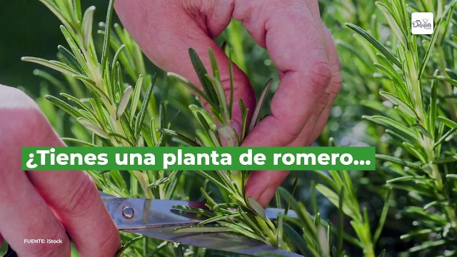 ¿Cómo hacer aceite de romero para el cabello? Y tips para usarlo | Cocina Delirante