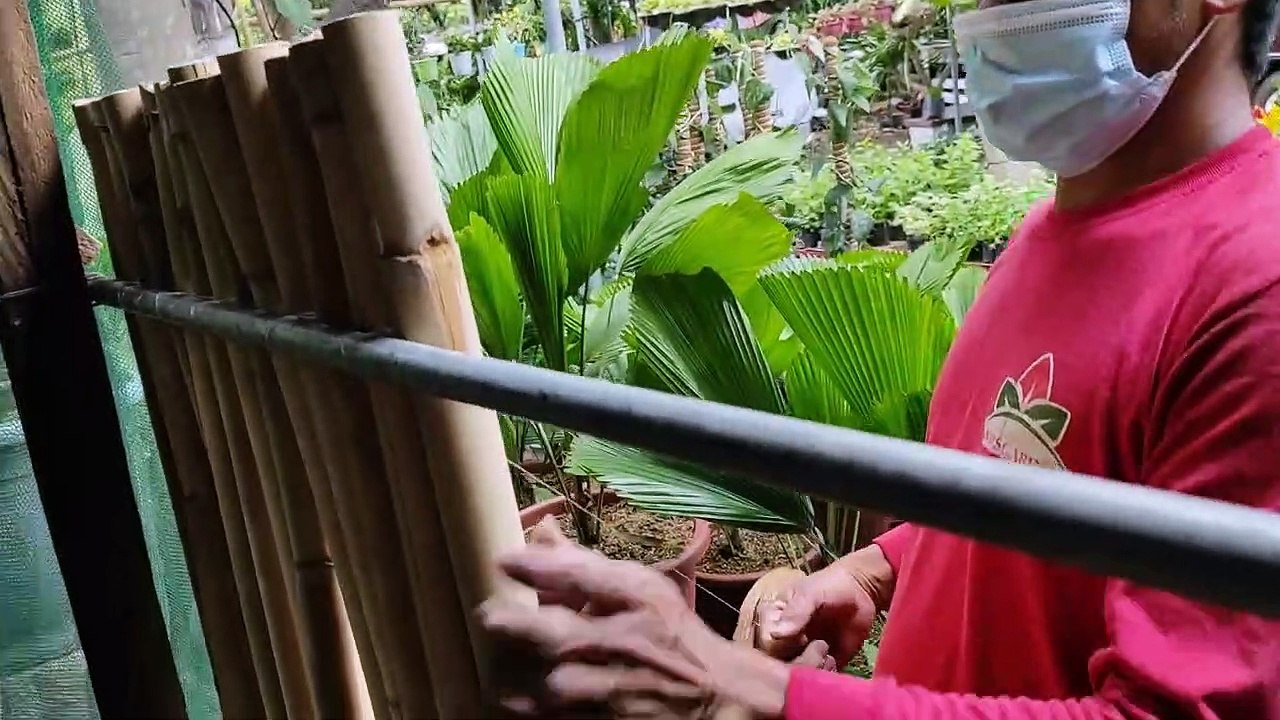 Diy Bamboo Fence Tutorial/#Buho/#Bakod