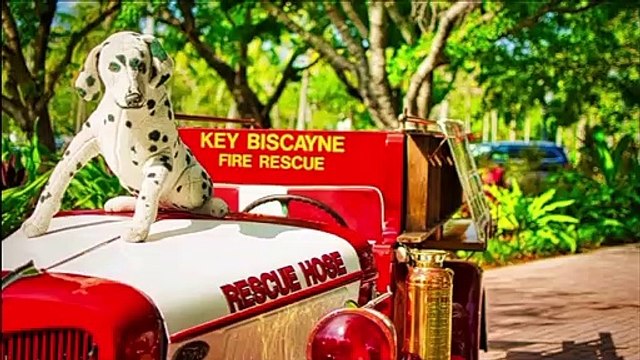 ESTAS SON LAS MASCOTAS QUE DEBES TENER SI VIVES EN APARTAMENTO | Mujer - Nex Panamá