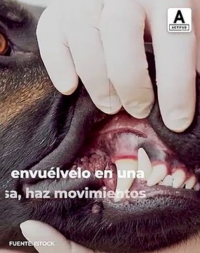 ¡Te decimos como lavarle los dientes fácilmente a tu perro! | ActitudFem