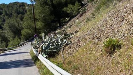 Ensuès: La SNCF coupe les agaves pour mieux faire pousser l'hélianthème