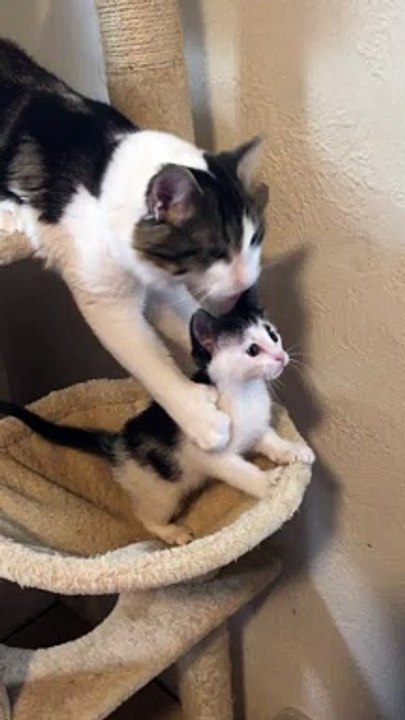 Kitten Sitting