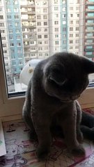 Captivated Cat and Seagull