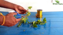 Money Plant In Lucky Bamboo Style-Money Plant Growing Idea-Money Plant Growing Style//Green Plants