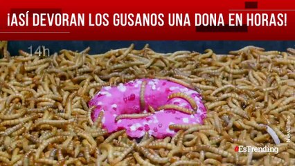 Impresionante: 10.000 gusanos de harina devoran una dona en horas