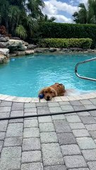 Sassy Golden Loves Playing Keep Away