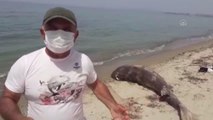 Son dakika! Kuşadası'nda sahilde köpek balığı ölüsü bulundu