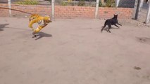 Wow!!! Fake Tiger Prank Dog So Funny Try To Stop Laugh Challenge Pranks 2021 ( 720 X 1280 )