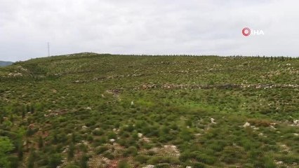 Fidanların dedesi...39 yıldır İzmir ormanlarını ağaçla buluşturuyor