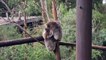 Cute Playful Koalas Fall From Tree
