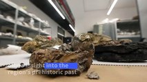 15-million-year-old fossils found in car boot go on display in Zagreb