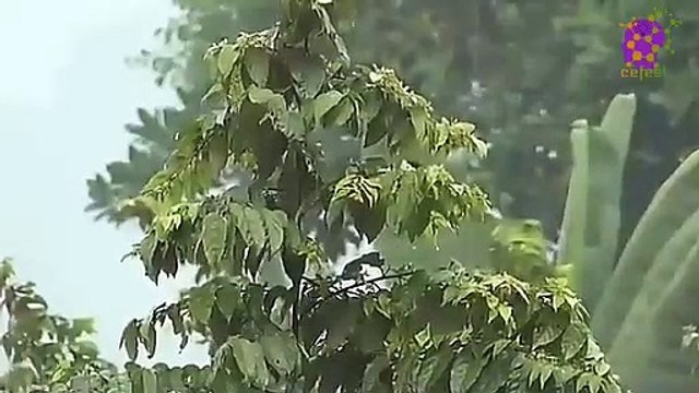 15 Minute Soothing Rainfall Sounds | Calming | Relaxing | Natural | Beautiful | Serene | Joyful