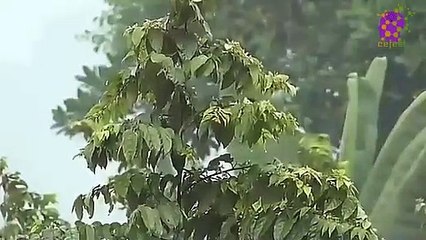 15 Minute Soothing Rainfall Sounds | Calming | Relaxing | Natural | Beautiful | Serene | Joyful