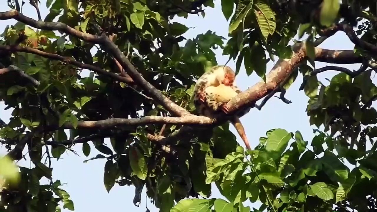 Top 7 Animales Salvajes Que Rara Vez Se Han Visto