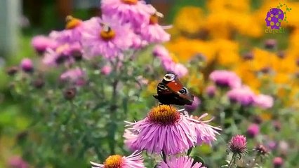 15 Minute Deep Calming Music | Flowers | Serene | Nature | Soothing | Meditation | Mindfulness | Positive Energy | Healing | Self-love