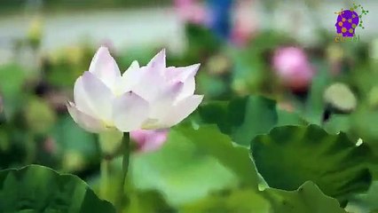 15 Minute Natural Relaxing Music | Healing | Calming | Positive Energy | Joyful | Instrumental | Peaceful | Flowers | Soothing