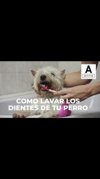 ¡Te decimos como lavarle los dientes fácilmente a tu perro! | ActitudFem