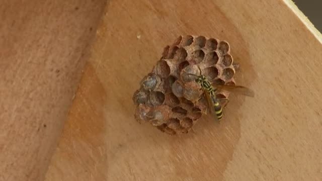 Hoteles para proteger a las abejas solitarias de Colombia