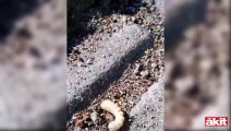 Karıncalar canlı canlı solucanı yedi!