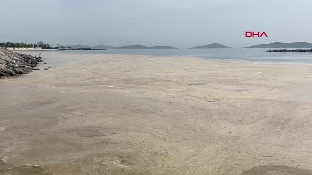 KADIKÖY CADDEBOSTAN SAHİLİ'NDE SALYA ARTIŞI