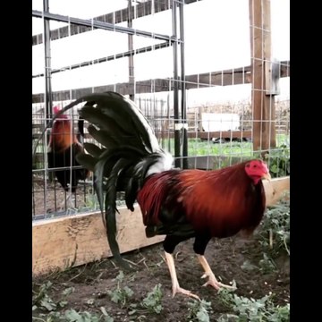 Hatch Bobby Payton Mclean ARROWHEAD FARM CALIFORNIA - FARM VISIT