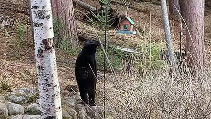 Bear Fills Up on Bird Seed
