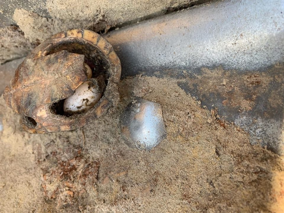 What in the World? Forest Workers Discover Peculiar Nest in Alabama Wilderness