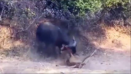 Bufalo aslanı öldürüyor! İşte o anlar...