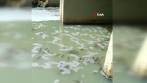 Tekirdağ'da kirlenen derede balık ölümleri tedirgin ediyor