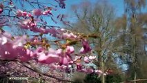 Kirsebærtræerne der springer ud på Bispebjerg Kirkegård i København * Nyhederne * April 2021 * TV2 Danmark