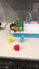Jalapeño the White Bellied Parrot Drops Plastic Dishes