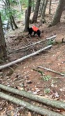 Dog Rolling on the Ground Gets a Little Carried Away