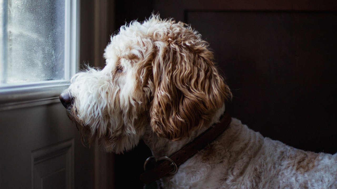 5 Tips for Preparing Your Dog For Your Return to Work After a Year at Home