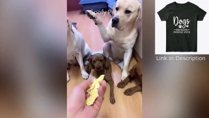 Oh No! Tik Tok   Funny Pets Reaction   Dog And Cat Video