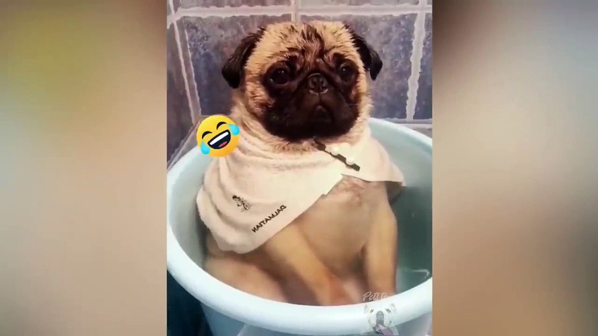 ⁣Cute & Funny Pets Tiktok Compilation Cats Dogs