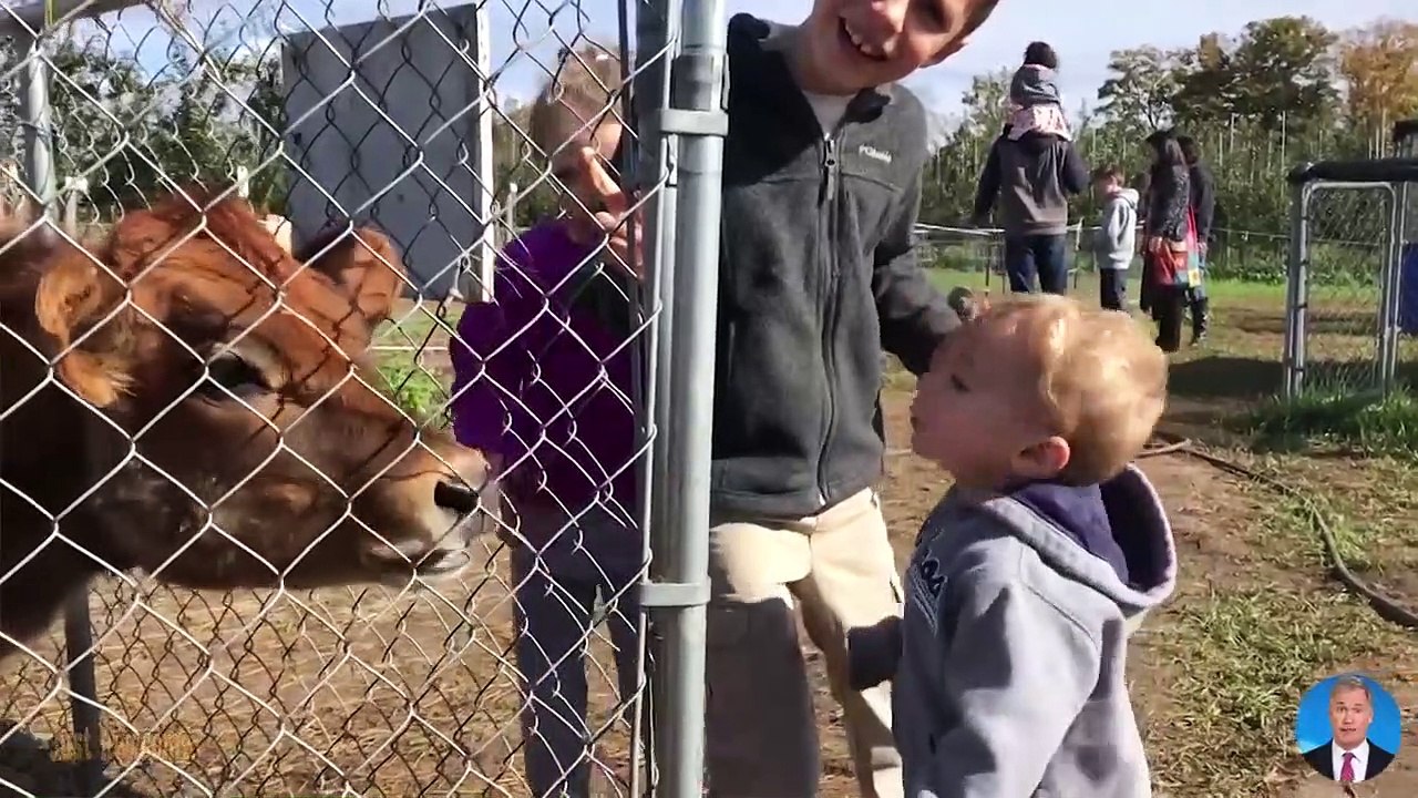 Try Not To Laugh - Funny Moments Animals Trolling Babies  Funny Baby Videos Compilation