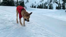 Distracted Doggo Drops Ball Down Slope