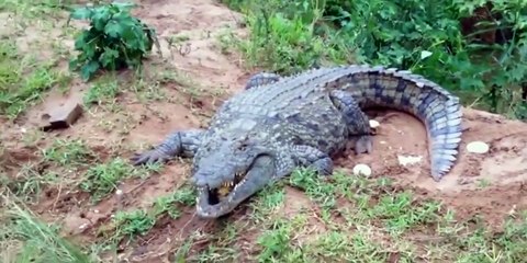 Timsah adamı ayağından yakaladı