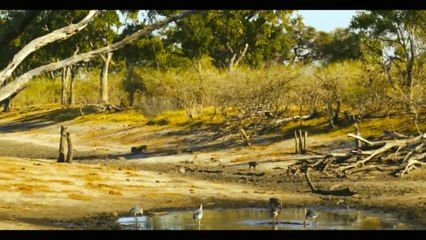 Leopard Learns How to Catch a Fish