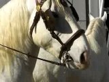 Chevaux blancs