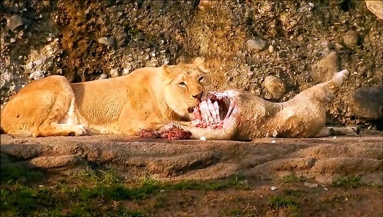 A lion eats its prey