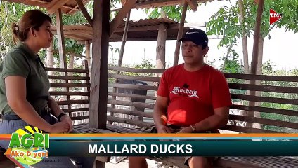 “MALLARD DUCKS” Ep.37 AGRI Ako D’yan
