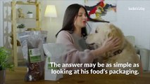 How Much Should I Actually Be Feeding My Dog