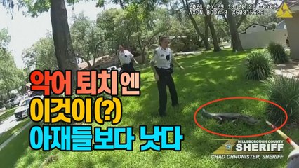 [세상만사] 미국 플로리다주 가정집 앞마당에 나타난 악어 / YTN